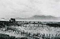 藏品(養鴨人家)的圖片