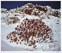 藏品(寒原杜鵑)的圖片