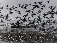 藏品(群飛)的圖片