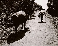 藏品(走過農村)的圖片