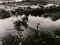 藏品(牧罷.涉河歸)的圖片