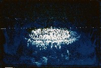 藏品(河邊風景)的圖片