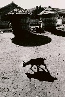 藏品(農村寸景)的圖片