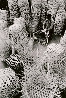 藏品(老師父)的圖片