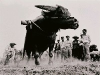 藏品(試力)的圖片