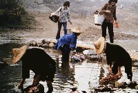 藏品(洗)的圖片