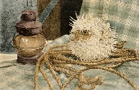 藏品(是景還是情)的圖片