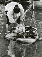 藏品(洗衣)的圖片