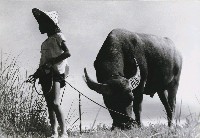 藏品(牧童)的圖片