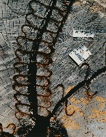 藏品(維繫)的圖片