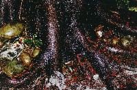 藏品(雨夜花)的圖片