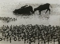 藏品(進水)的圖片