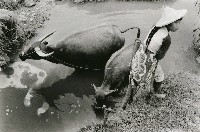 藏品(牧牛女)的圖片