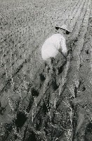 藏品(大地之女)的圖片