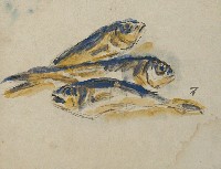 藏品(四剖魚)的圖片