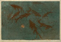 藏品(魚)的圖片