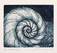 藏品(源起深海之貝)的圖片