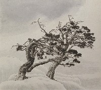 藏品(松)的圖片