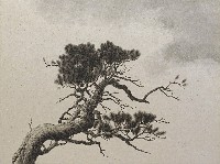 藏品(松)的圖片