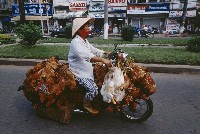 藏品(超負載的機車-雞與鴨    )的圖片