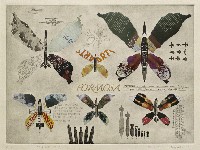 藏品(蝴蝶王國)的圖片