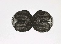 藏品(初始)的圖片