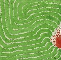 藏品(永久的花園之70)的圖片