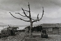 藏品(景色蕭條)的圖片