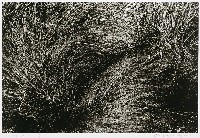 藏品(黑白草系列－10)的圖片