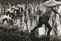 藏品(除草忙)的圖片