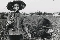 藏品(放牛老翁)的圖片