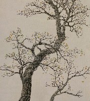 藏品(樹)的圖片