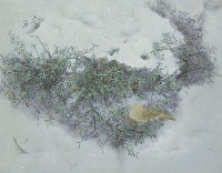 藏品(獨)的圖片