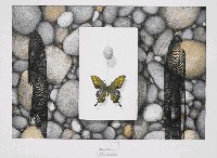 藏品(黑燕尾蝶)的圖片