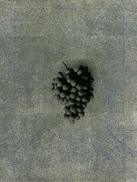 藏品(葡萄-相片的回憶)的圖片