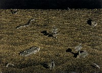 藏品(在這片土地上…生存)的圖片