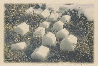 藏品(雪作)的圖片