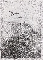 藏品(空地中的鳥)的圖片