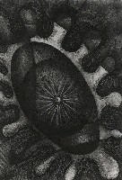 藏品(眼中世界)的圖片