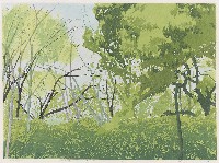 藏品(密林)的圖片