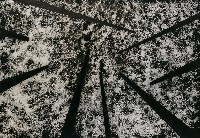 藏品(聲林1)的圖片