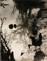 藏品(水中倒影)的圖片