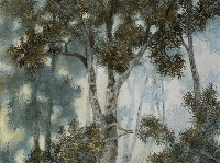 藏品(相思樹)的圖片