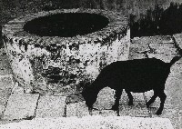 藏品(井)的圖片