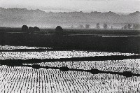 藏品(田園朝景)的圖片