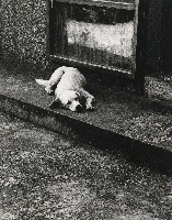 藏品(忠犬八公)的圖片