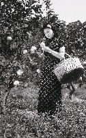藏品(戰前戰後系列-美女採柑(陽明山))的圖片