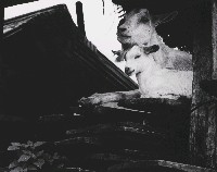 藏品(蘭嶼．再見系列-11)的圖片