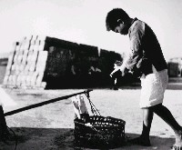 藏品(削甘蔗)的圖片