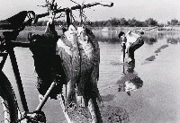 藏品(淡水河畔)的圖片